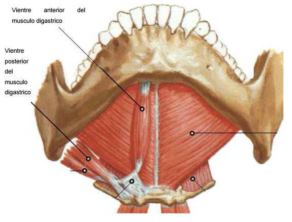 Dental Luna - Músculos masticadores Los músculos masticatorios son los  encargados de la dinámica mandibular; existen músculos principales y  accesorios, y se clasifican en elevadores o depresores. Entre los  principales músculos elevadores